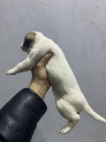 it az: Cek rassel teryer — 9