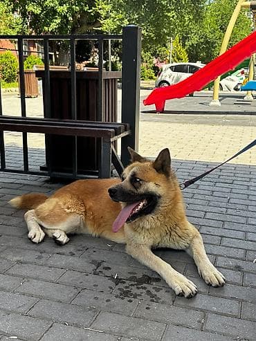 Akita itin cinsi çox aktiv itdi bir yerdə dayanmır çox super itdi — 3