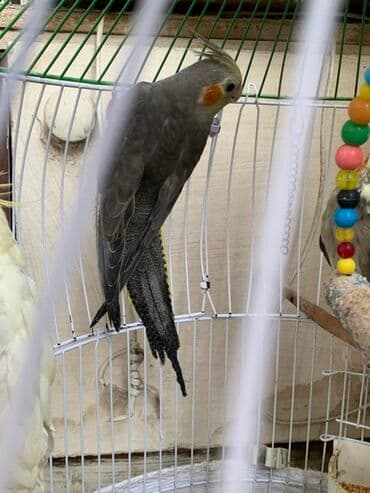 çöl pişiyi: Nymph quşu (Cockatiel) – boz rəngli, yanaqlarda narıncı ləkəli — 4