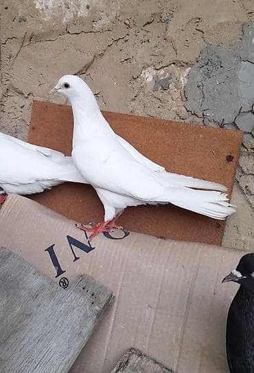 3 cu 20 manat 3 de erkeydi 12 12 13 tukduler tutulmadi