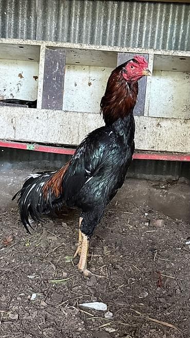 heyvanlar və balaları: Cins: Uzunboylu döyüş tipli xoruz (şamo/aze tipli görünüş) Rəng: Qara — 3