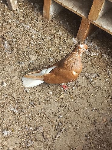 Птицы: Mayadi ünvan şhüvelan — 2