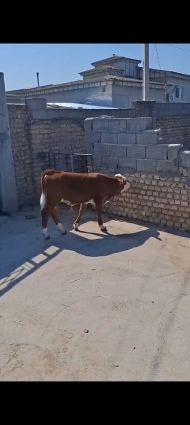 simental inək: Danalar ətlik və südlük istiqamətdə yetişdirilən heyvanlardır. Bu dana — 3