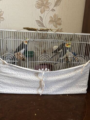 Попугаи: Karella Əsil cütə düşən vaxtlarıdı 2 erkək 1 dişi di 3 də ələ — 6