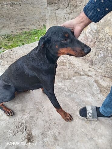 приют собак в баку: Doberman, 6 ay, Dişi, Peyvəndli, Ünvandan götürmə — 4