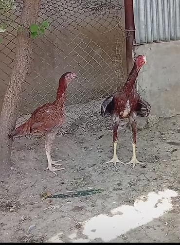 2 dene damazlıq heyrati satılır isdeyen şəxside Yasin İki ədəd