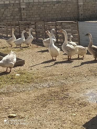 Quşlar: Qaz və qaz balaları - Yerli təsərrüfatda bəslənən qaz sürüsü və yeni — 1