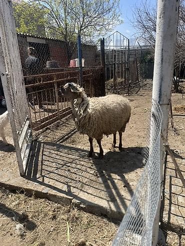 keci aliram: Qoyun və Keçi — təsərrüfat heyvanları - Növ: yerli qoyunlar və uzun — 1