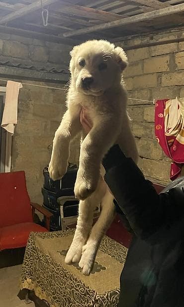 hinduşqa balasi: 2 ay, Dişi, Peyvəndli, Ünvandan götürmə — 3