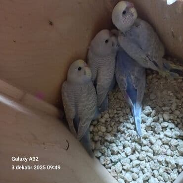 4 eded bala ata spengel ana rainbosdan emele gelibler cox gozel