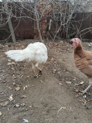 K/t heyvanları və malları: Ağ hinduska kanada erkek satilir ya deyisirem durbonla ya qirmizi — 4