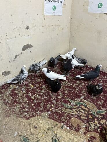 sebzi quşu: Hamisini goturen olsa 5 manatdan tek tek biri 10 manat — 3