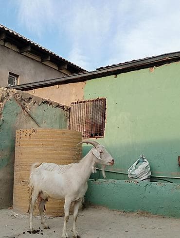 keci satılır: Dişi, Zanen, il: 1, 60 kq, Damazlıq, Südlük, Ətlik, Pulsuz çatdırılma — 2