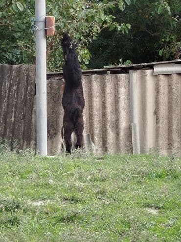 cins inekler: Şəki tipli keçilər dəstəsi - Sayı: 3 baş (1 erkək teke, 2 dişi) - — 2