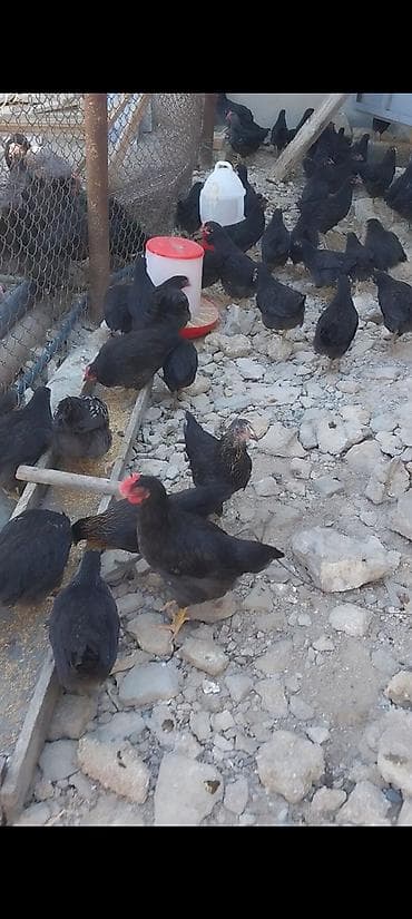 Toyuq, Yumurtalıq