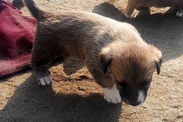 2 ay, Dişi, Ünvandan götürmə