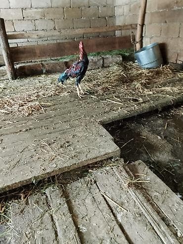 cücə və xoruz təmsil: Aseel tipli uzunboylu xoruz 12 aylıq 8 aylıq 10 aylıq.tam sağlam 60 m — 2