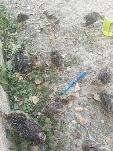 Opel: Bu quşlar, sağlam qidalanma və düzgün qulluqla sürətlə böyüyür və — 3