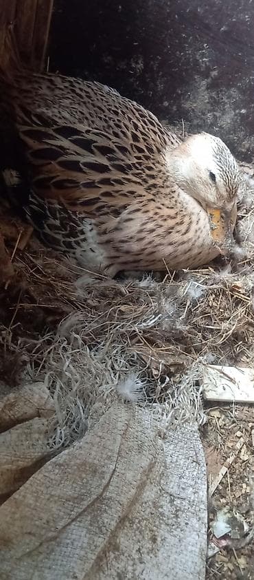 kənd toyuqlarının satışı: 3 ƏDƏD DİŞİ ANA ÖRDƏYLƏR SATILIR 2 ƏDƏDİ QIRTA YATIB ALTINDA — 1