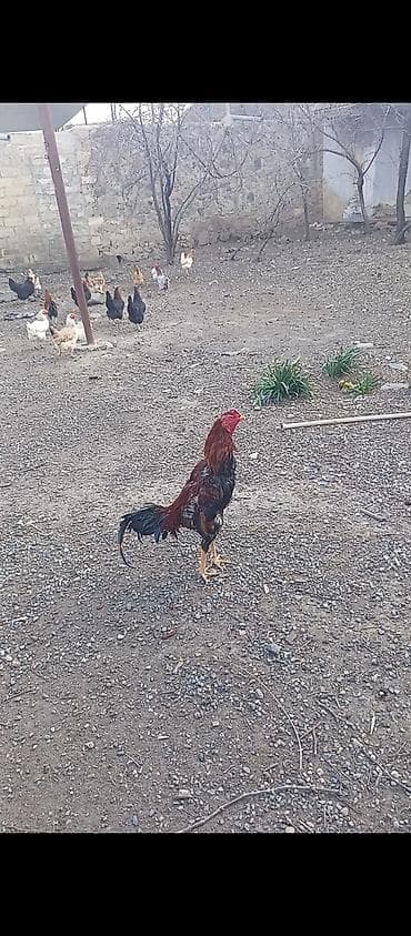 beca xoruz: Xoruz, il: <1, Ünvandan götürmə — 3