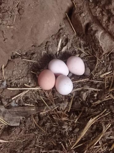 karnika arı satışı: Salam Allah herkesin malına bereket versin.bu gördüyüvüz Fireng — 2