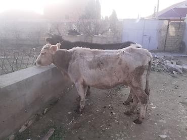 inək adlari: Dişi, il: 4, 100 kq, Südlük, Ünvandan götürmə — 2