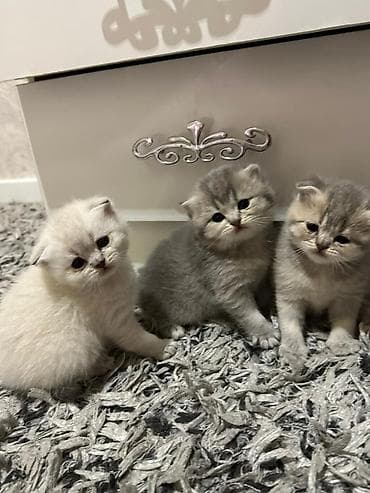 siyam pişiyi: Şotland yastı qulaq — 6