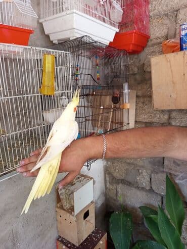 hələb kecilərin qiyməti: Korella Karella tutuqusu papuqay sevgi quşu nerazlucnik valnist 14 — 6