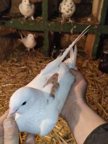 goyərcin uzukləri: Ag çəp maya — 2