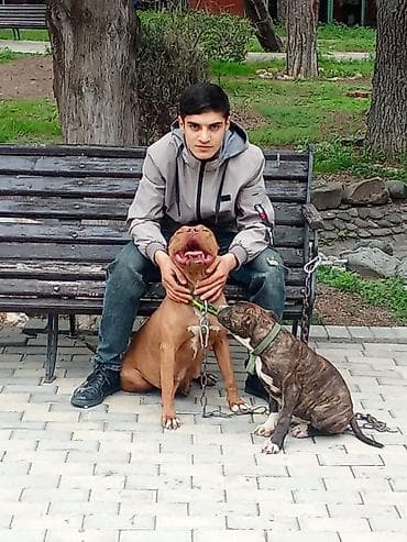 balonka it satilir: Pitbul, Peyvəndli — 1