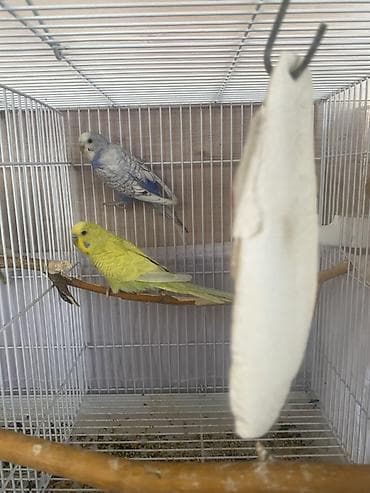 Geyimlər: 2 cut saglan cavan quelardi - Cexler cutu-30 azn Sade cutu -20 azn — 1