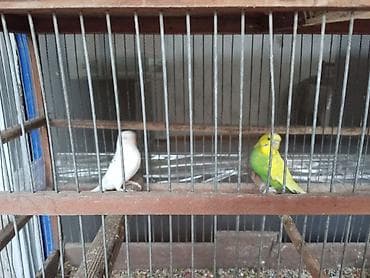 karella qus: Sağlam erkəy və dişi papuqaylar satılır Təsvir: - Rənglər: biri tam — 4