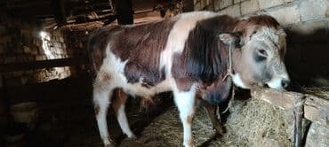 cins inekler azerbaycanda: Satışda – ətli istiqamətdə saxlanılan cavan buğa. Xüsusiyyətlər: - — 2