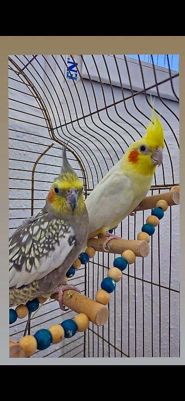 quslar type 1: Nimfa (cockatiel) cütlüyü və qəfəs dəsti Məhsulun tərkibi: - 2 ədəd — 2