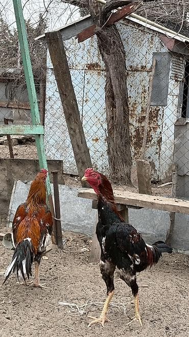 hamster satis: Heyratı xoruzu satılər hündür olan yaşı tamam olmuyub heç 10 aylıqında — 2