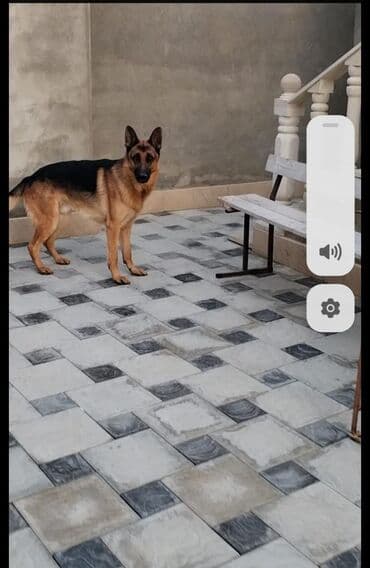 zvanok itler etibarlı əllərə veriril: Alman çoban iti, Erkek, Peyvəndli — 1