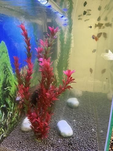 akvarium xırda balığı: Akvaryum komplekti – şkaflı ile bir yerde ve içinde çox sayda balıqlar — 7