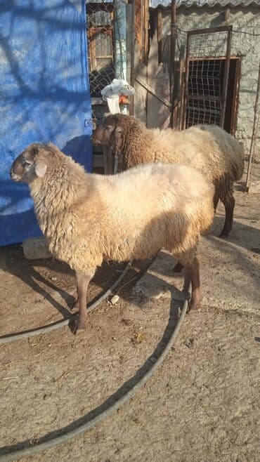 bakida cins ineklerin satisi: Sekildeki qoçlar menimdir alverci deyiləm isnen elaqedar bazara gede — 4