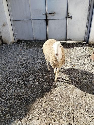 Другие животные: Təmiz qan tatalılar sortu toxumluq erkəy tam saqlam heyvandı — 3