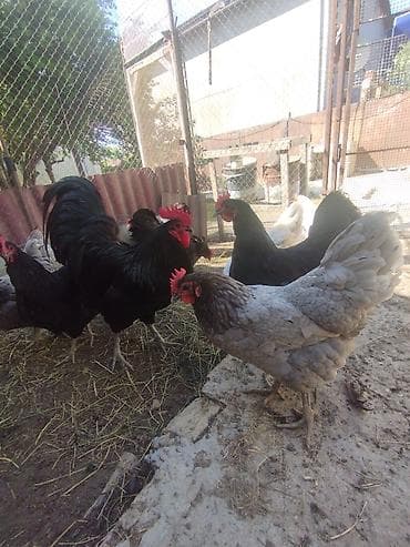 dalmatin satilir: Toyuq cücələri, Damazlıq, Ünvandan götürmə — 1