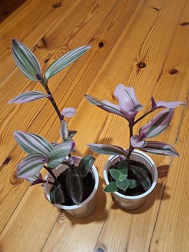 bitki guli: Daxili dekor üçün 3 ədəd saksı bitkisi dəsti - Syngonium podophyllum — 3