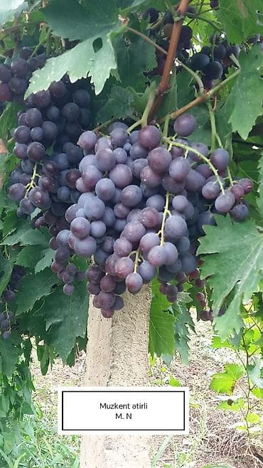 kala bitkisi: Üzüm tingləri satılır 070 2223552 zəng və vatsap. Tinglər dipçəkli və — 8