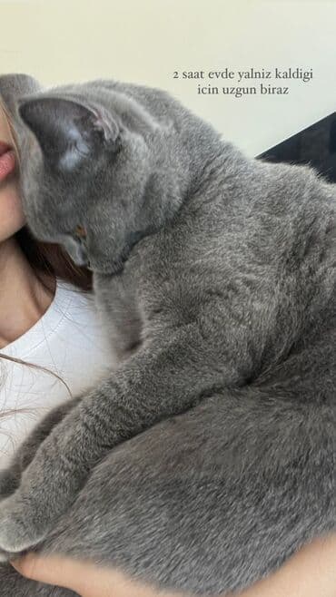 pişik sumkasi: Britan, Dişi, Yaxşı əllərə, Ödənişli çatdırılma — 3