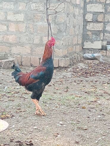 qaz ordek satisi: Səmimi həyət şəraitində saxlanılan uzunboylu, qırmızı-qara rəngli — 5