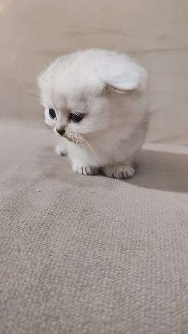 anqora pisik satilir: Gümüş rəngli, uzun tüklü balaca pişik balaları. Yumşaq, sıx və ipək — 3