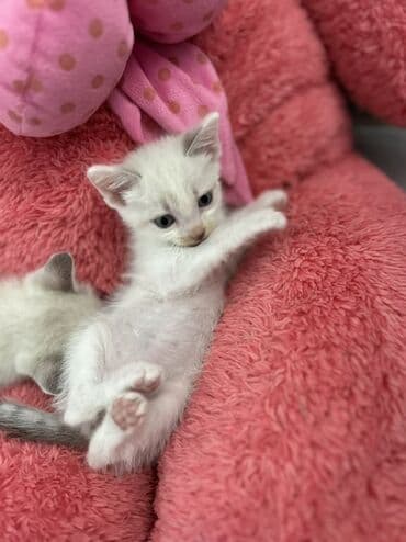 отдать котят в хорошие руки: В добрые руки — 2