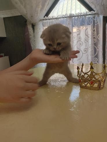 anqora pişik: Britan yastı qulaq — 6