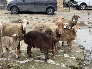 çin bıldırcını: Salam Heyvanlar hamısı sağlam ağır boğazdılar ana baladılar satılırlar — 6