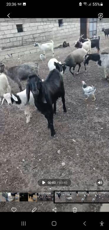 kreditle heyvan satisi: Erkək, Hələb, il: 1, 47 kq, Damazlıq, Ödənişli çatdırılma — 3