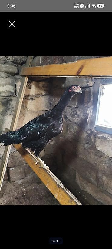 hinduska eti satilir: Toyuq, Damazlıq, Ünvandan götürmə — 3